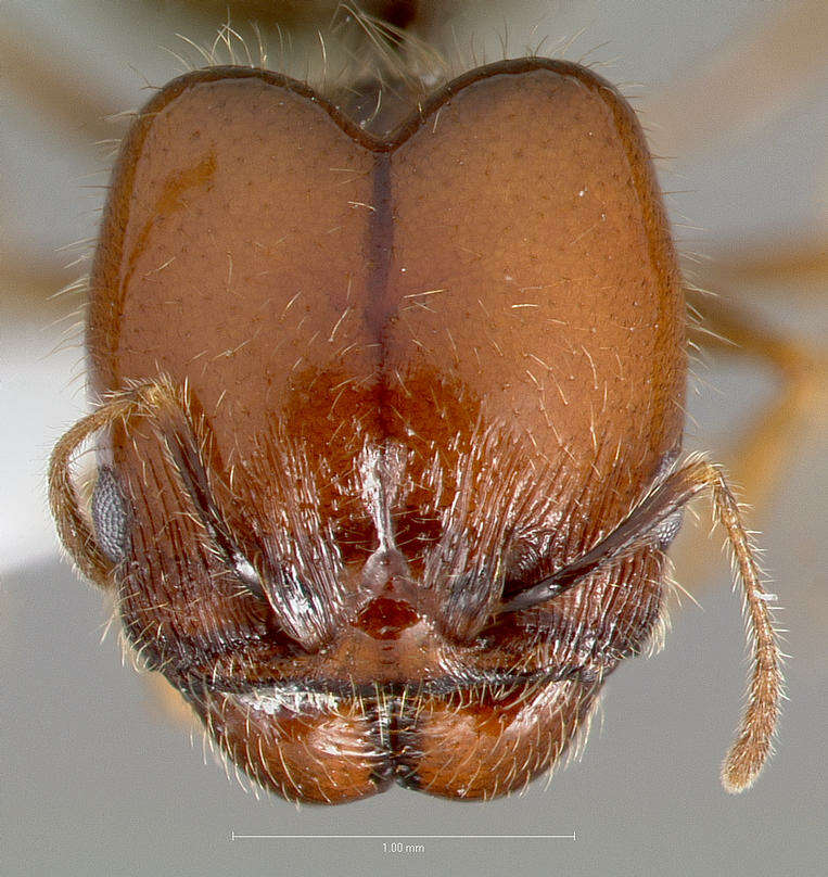 Pheidole psammophila Creighton & Gregg 1955 resmi