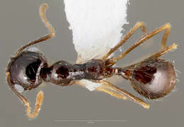 Pheidole psammophila Creighton & Gregg 1955 resmi