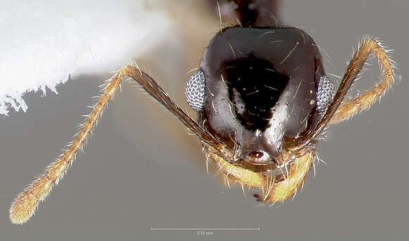 Imagem de Pheidole psammophila Creighton & Gregg 1955