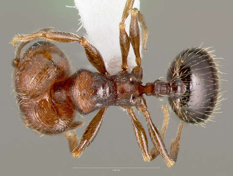 Pheidole rugulosa Gregg 1959的圖片