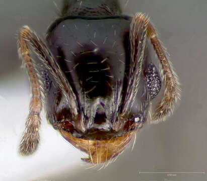 Image of Pheidole rugulosa Gregg 1959