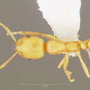 Image of Pharaoh ant