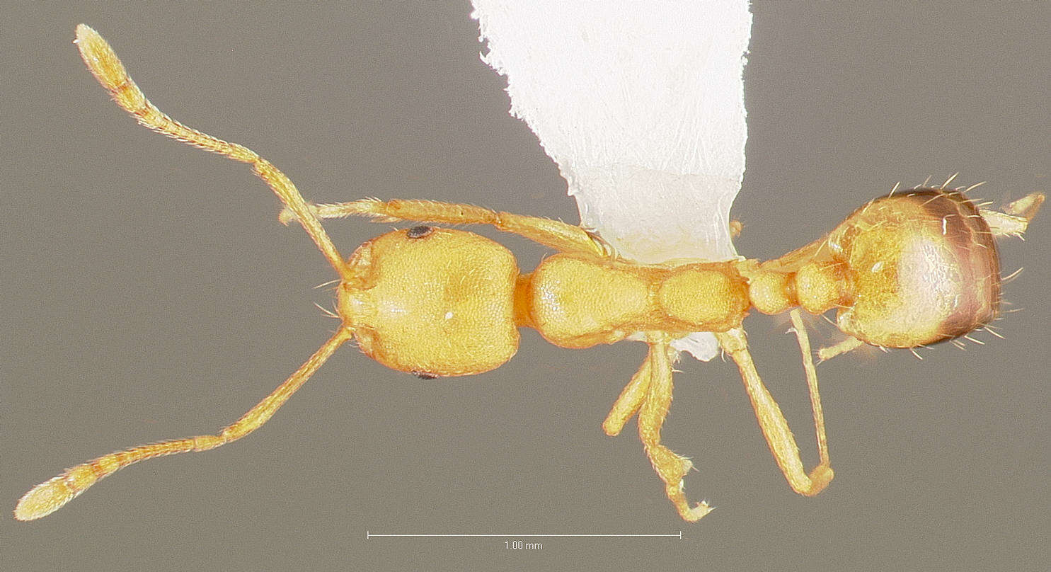 Image of Pharaoh ant