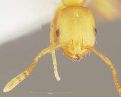 Image of Pharaoh ant