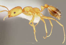 Image of Pharaoh ant