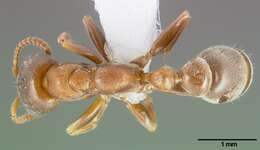 Image of Pseudomyrmex ferrugineus (Smith 1877)