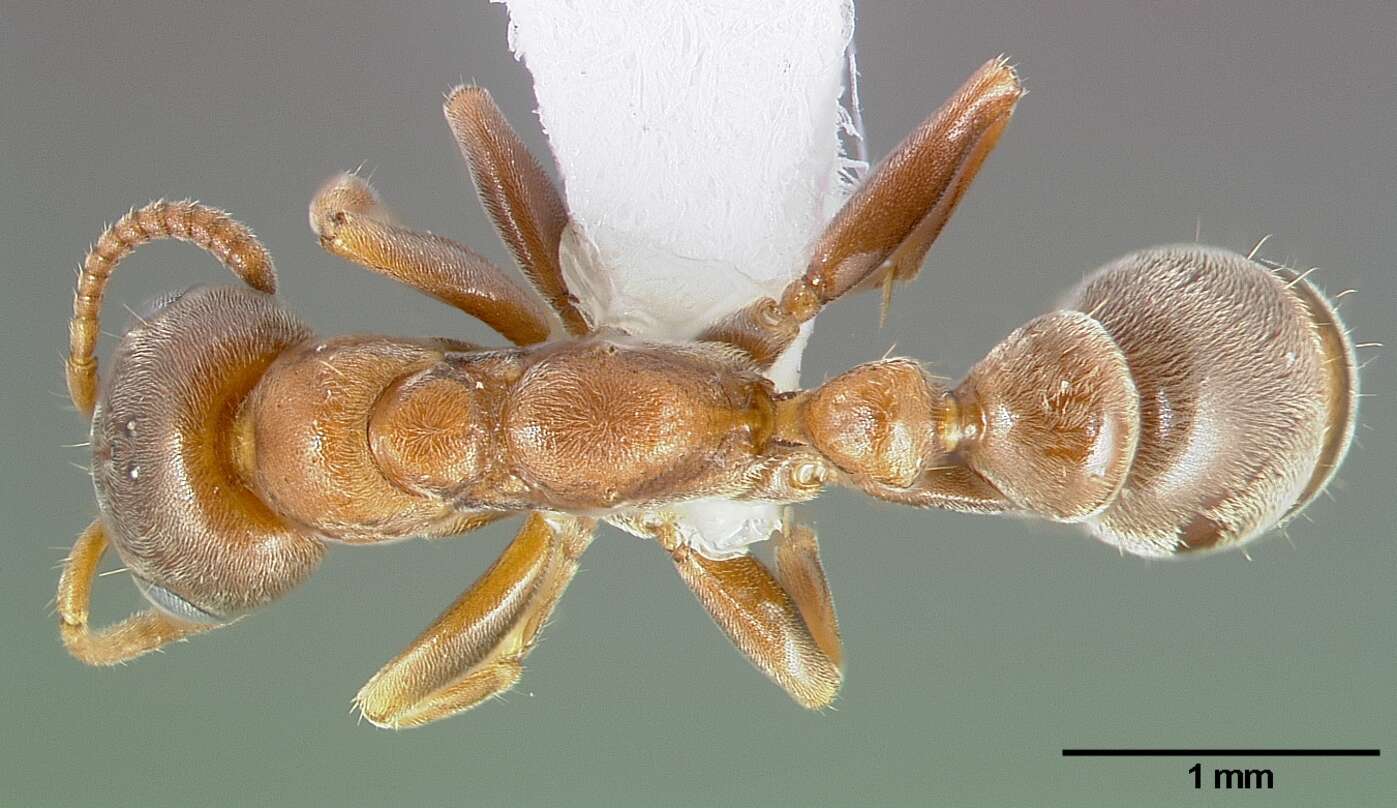 Image of Pseudomyrmex ferrugineus (Smith 1877)