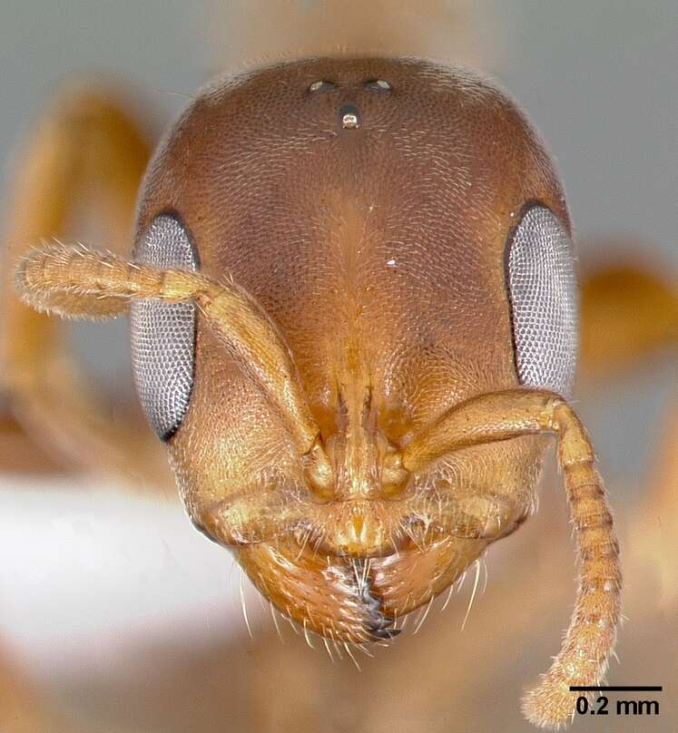 Image of Pseudomyrmex ferrugineus (Smith 1877)