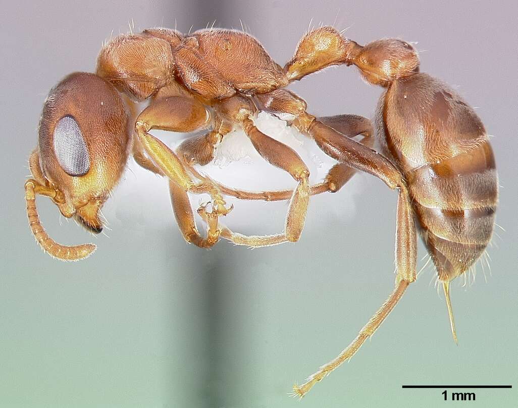 Image of Pseudomyrmex ferrugineus (Smith 1877)