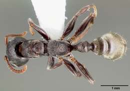 Image of Pseudomyrmex flavicornis (Smith 1877)