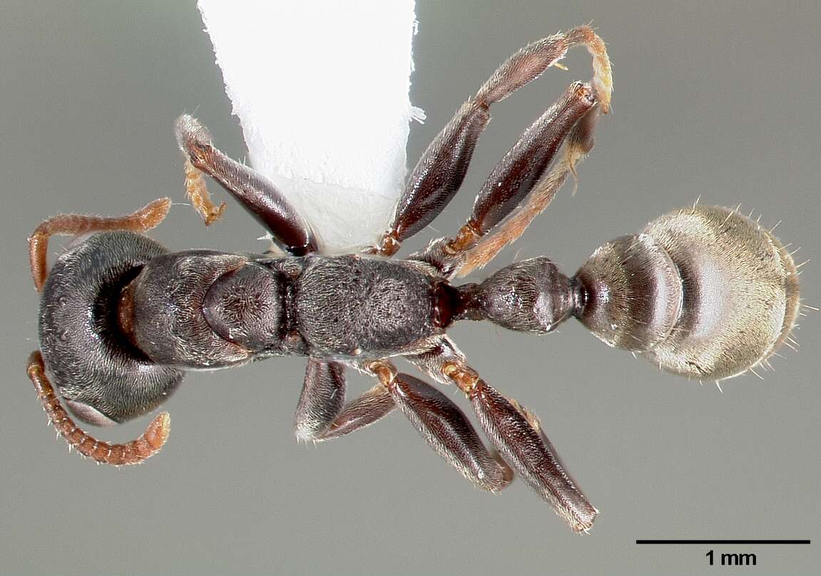 Image of Pseudomyrmex flavicornis (Smith 1877)