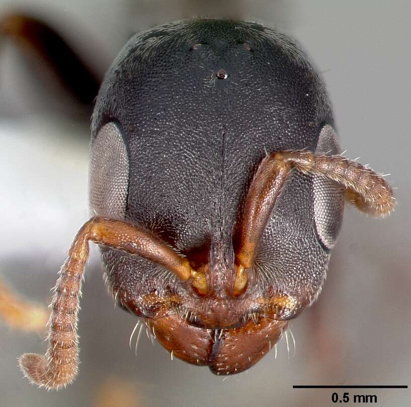 Image of Pseudomyrmex flavicornis (Smith 1877)