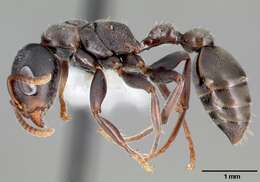 Image of Pseudomyrmex flavicornis (Smith 1877)