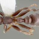 صورة Pseudomyrmex mixtecus Ward 1993