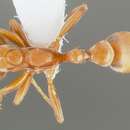 Pseudomyrmex nigrocinctus (Emery 1890) resmi