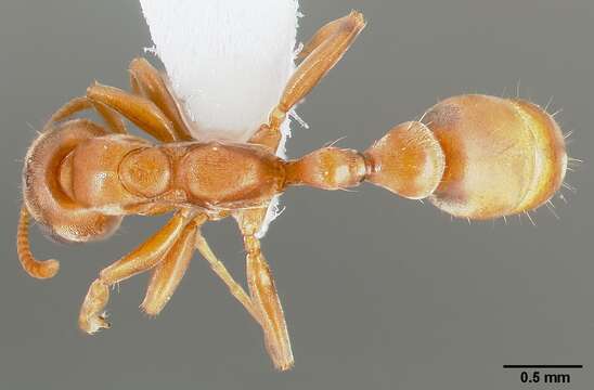 Image of Pseudomyrmex nigrocinctus (Emery 1890)