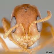 Plancia ëd Pseudomyrmex nigrocinctus (Emery 1890)