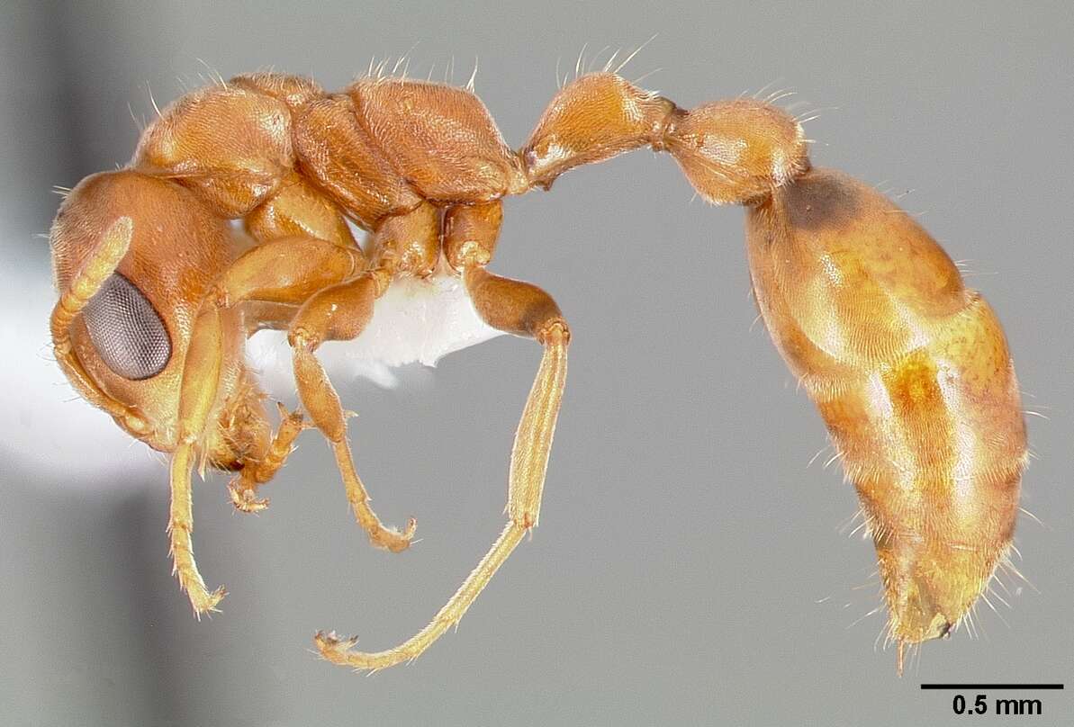 Plancia ëd Pseudomyrmex nigrocinctus (Emery 1890)