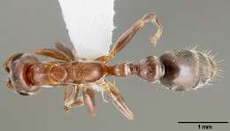 Image of Pseudomyrmex particeps Ward 1993