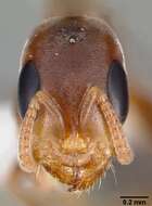 Image of Pseudomyrmex particeps Ward 1993