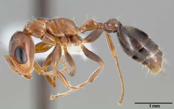 Image of Pseudomyrmex particeps Ward 1993