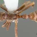 صورة Pseudomyrmex satanicus (Wheeler 1942)