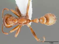 صورة Pseudomyrmex spinicola (Emery 1890)