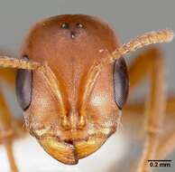 صورة Pseudomyrmex spinicola (Emery 1890)