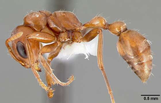 صورة Pseudomyrmex spinicola (Emery 1890)