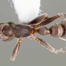 Image of Pseudomyrmex veneficus (Wheeler 1942)