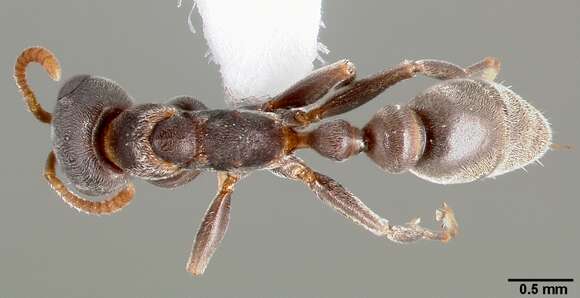 Image of Pseudomyrmex veneficus (Wheeler 1942)