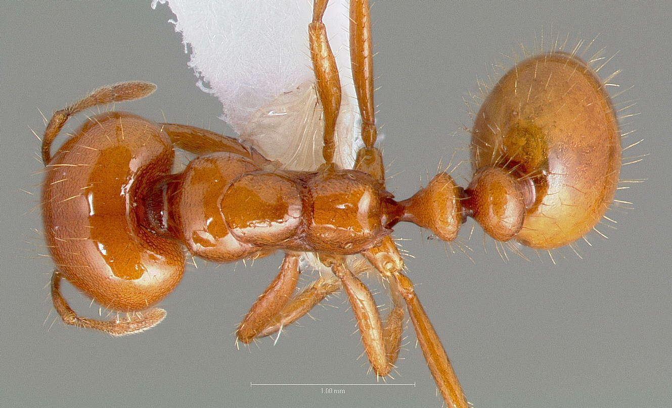 Image of Solenopsis amblychila Wheeler 1915