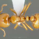 Image of Desert Fire Ant