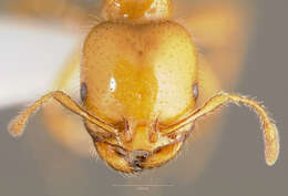 Image of Desert Fire Ant