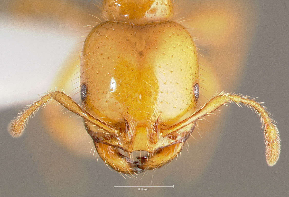 Image of Desert Fire Ant