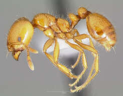 Image of Desert Fire Ant