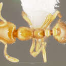 Image of Thief Ant