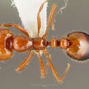 Image of Southern Fire Ant