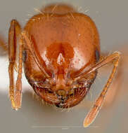 Image of Southern Fire Ant