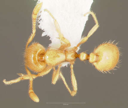 Image of Thief Ant
