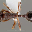 Imagem de Stenamma smithi Cole 1966