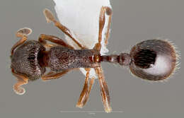 Imagem de Stenamma smithi Cole 1966