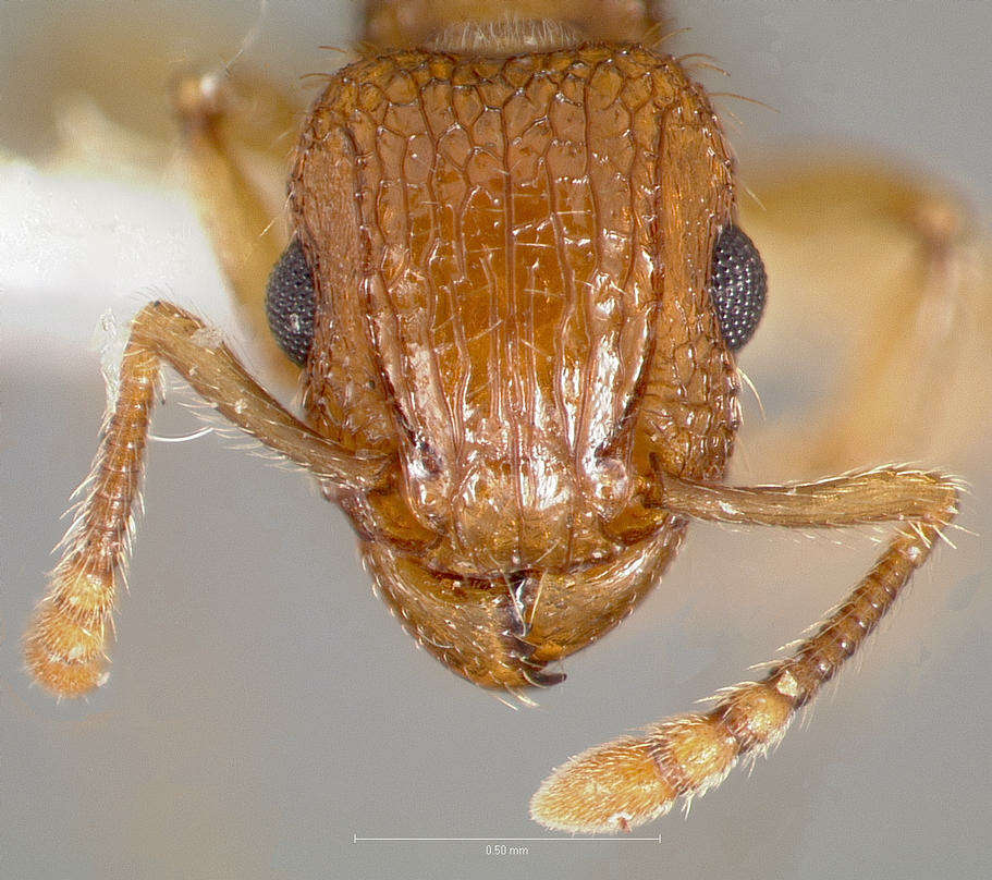 Image of Tetramorium