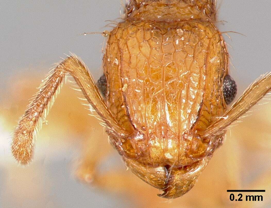 Image of Ant