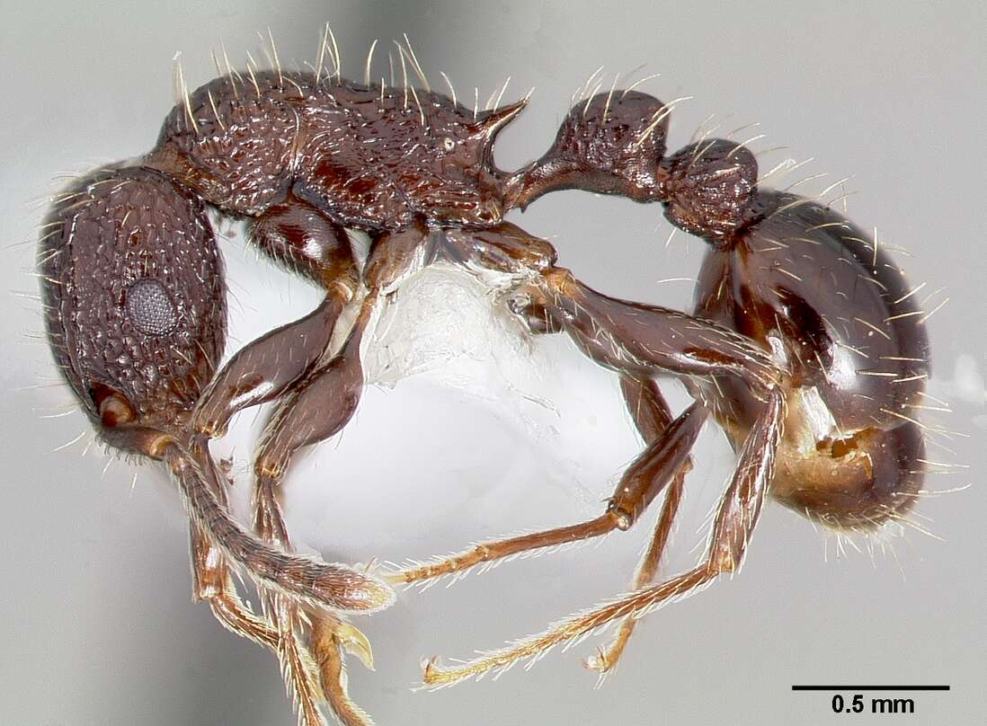 Image of Tetramorium pacificum Mayr 1870