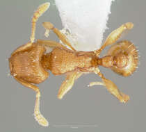 Image of Ant