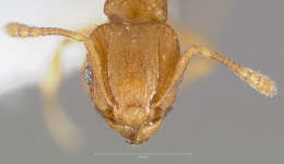 Image of Ant