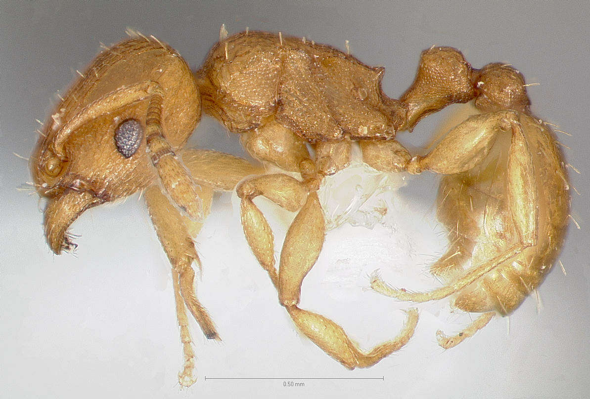 Image of Ant