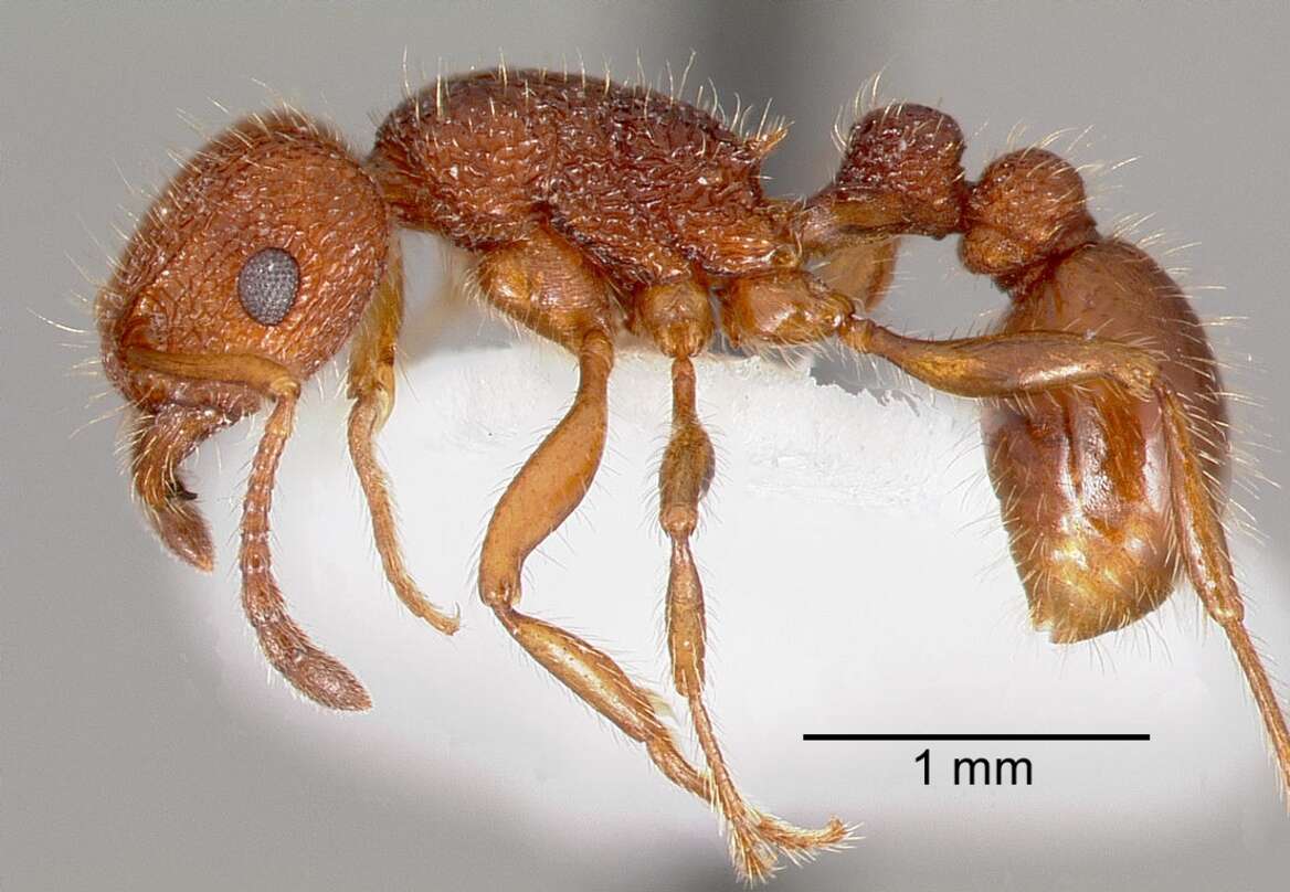 Image of Tetramorium spinosum (Pergande 1896)