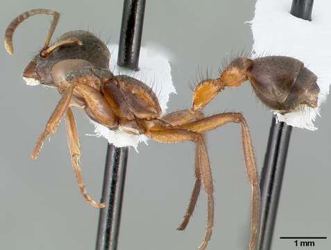 صورة Pseudomyrmex alvarengai Kempf 1961